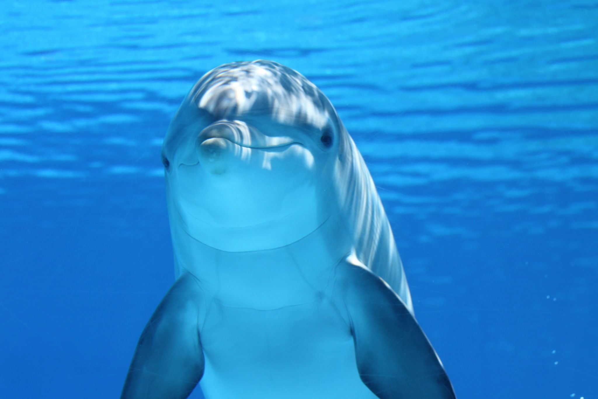 Dolphin world Makadi Bay